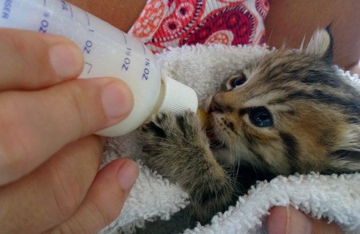 Кошка съела новорождённых котят