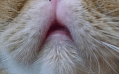 Акне и распухшая губа у кошки