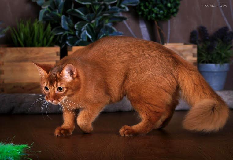 Сомалийская кошка (сомали): описание, фото, уход, содержание и характер длинношерстной кошки