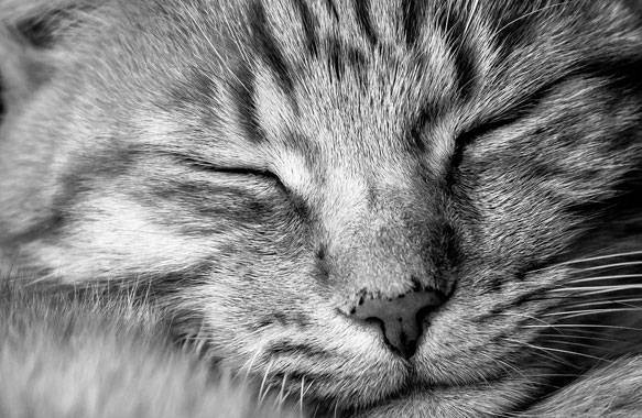 Сонник кошки разных пород. к чему снится кошки разных пород видеть во сне - сонник дома солнца