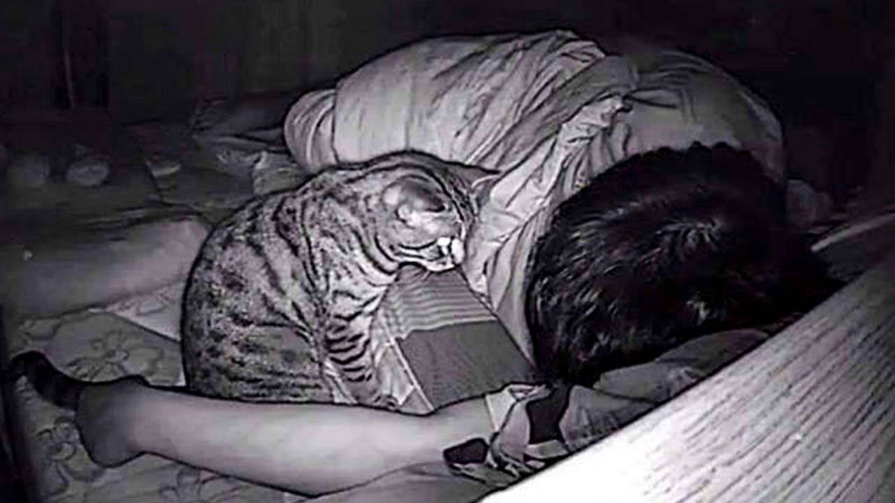 Что делать если котенок писает в кровать
