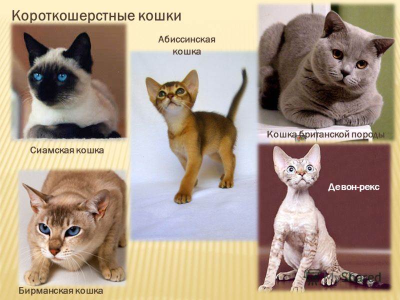 Редкие породы кошек: мурлыки, которых сложно найти, но легко узнать — domovod.guru