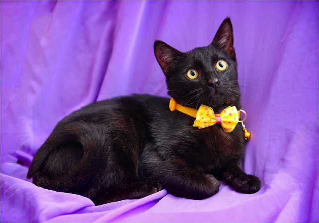 Плюшевая кошка (60 фото): британец кот, королевский, рыжий