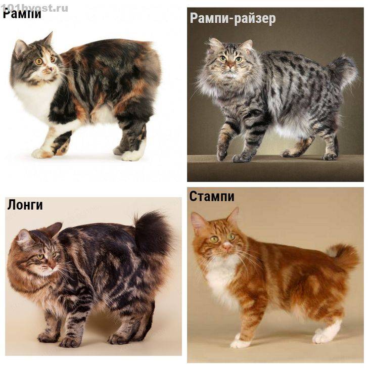 Сибирская кошка: описание внешности и характера породы, уход за питомцем и его содержание, выбор котёнка, фото и характеристика кота