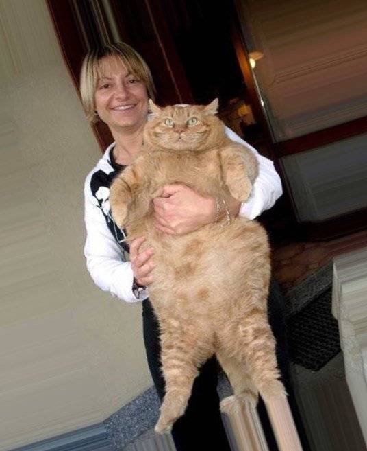 Самые толстые кошки и коты в мире: нормальные показатели веса, рейтинг рекордсменов, причины ожирения