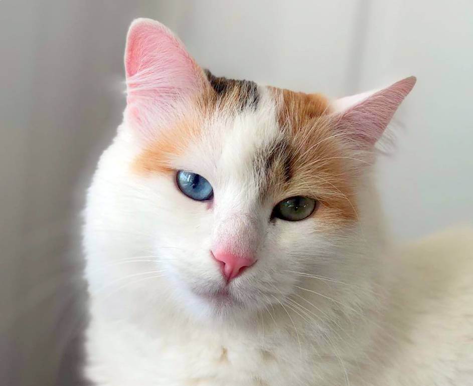 Желтые глаза у кошки, зеленые, карие: какого цвета бывают глазки у котов?