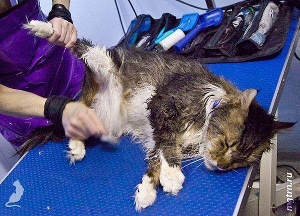 Суши кота! можно ли сушить кошку феном? как быстро высушить кошку после купания