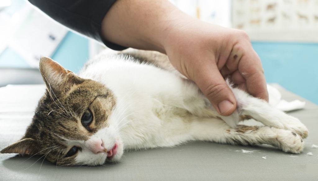 Какими болезнями болеют кошки: симптомы кошачьих заболеваний и их лечение в домашних условиях и в ветклинике