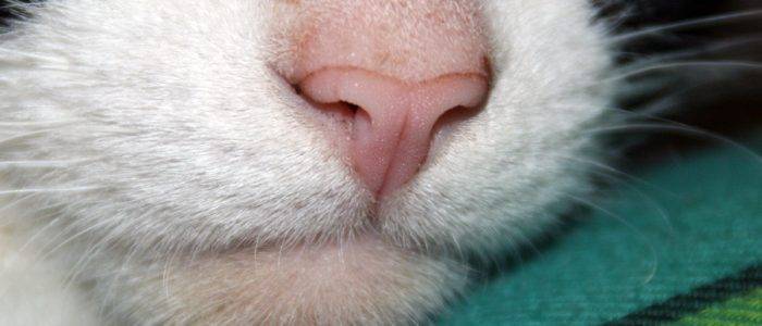 У кота или кошки горячий нос: что делать | почему и что это значит