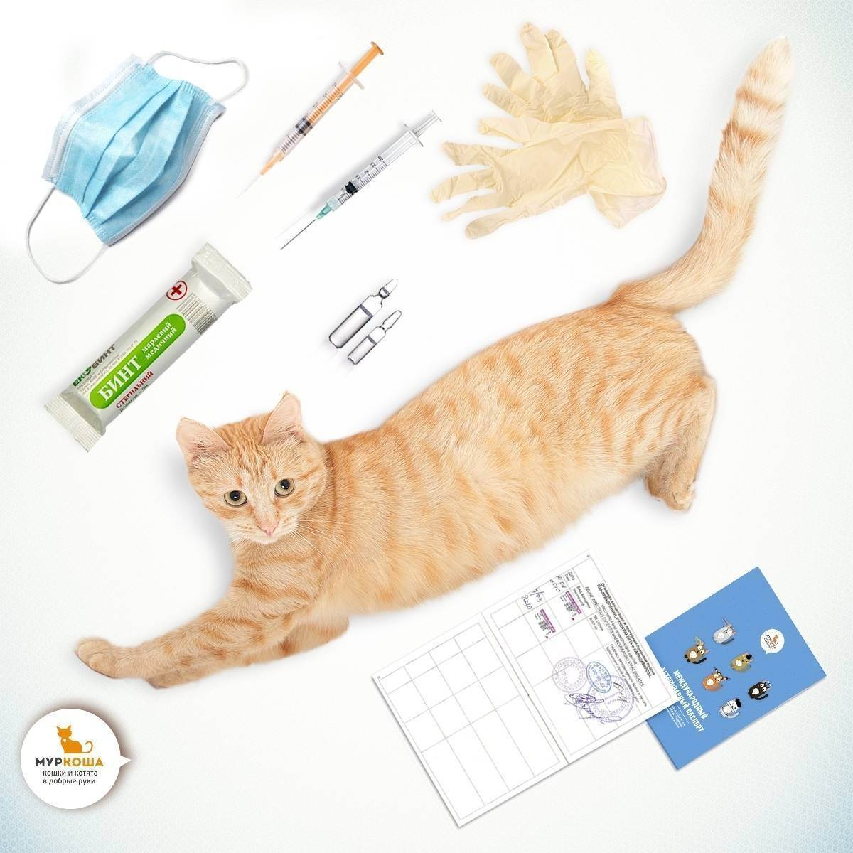 Прививка от бешенства кошке: какая вакцина применяется, как действует, когда делать, рекомендации ветеринаров, отзывы