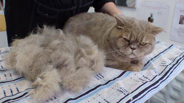 Болезни британских кошек: симптомы и лечение заболеваний, свойственных породе - kotiko.ru