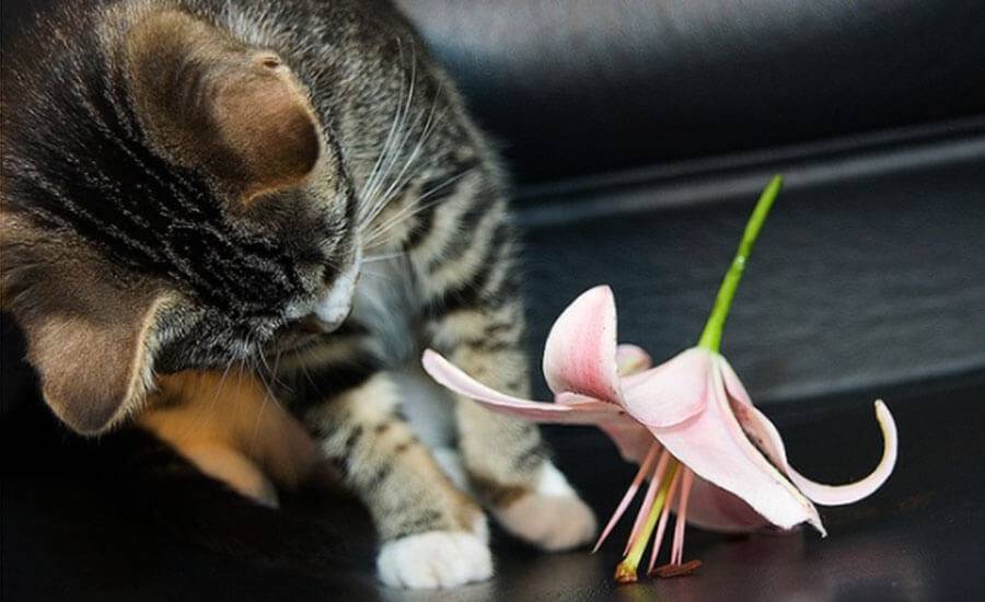 Ядовитые растения для кошек: как помочь при отравлении?