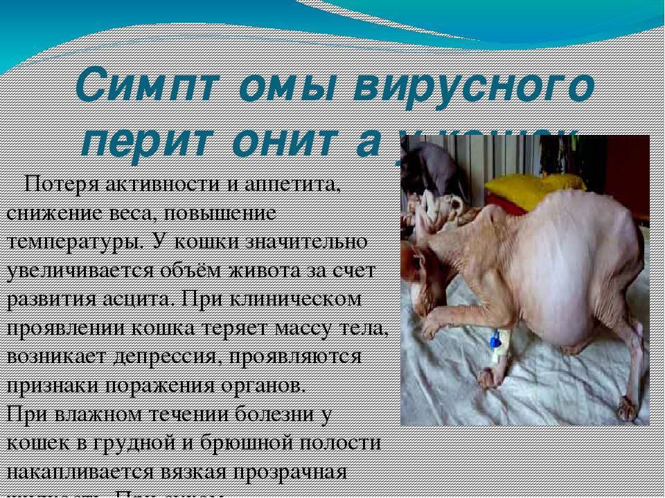 Жидкость в животе у кошки, кота или котенка: причины, симптомы и лечение асцита в домашних условиях