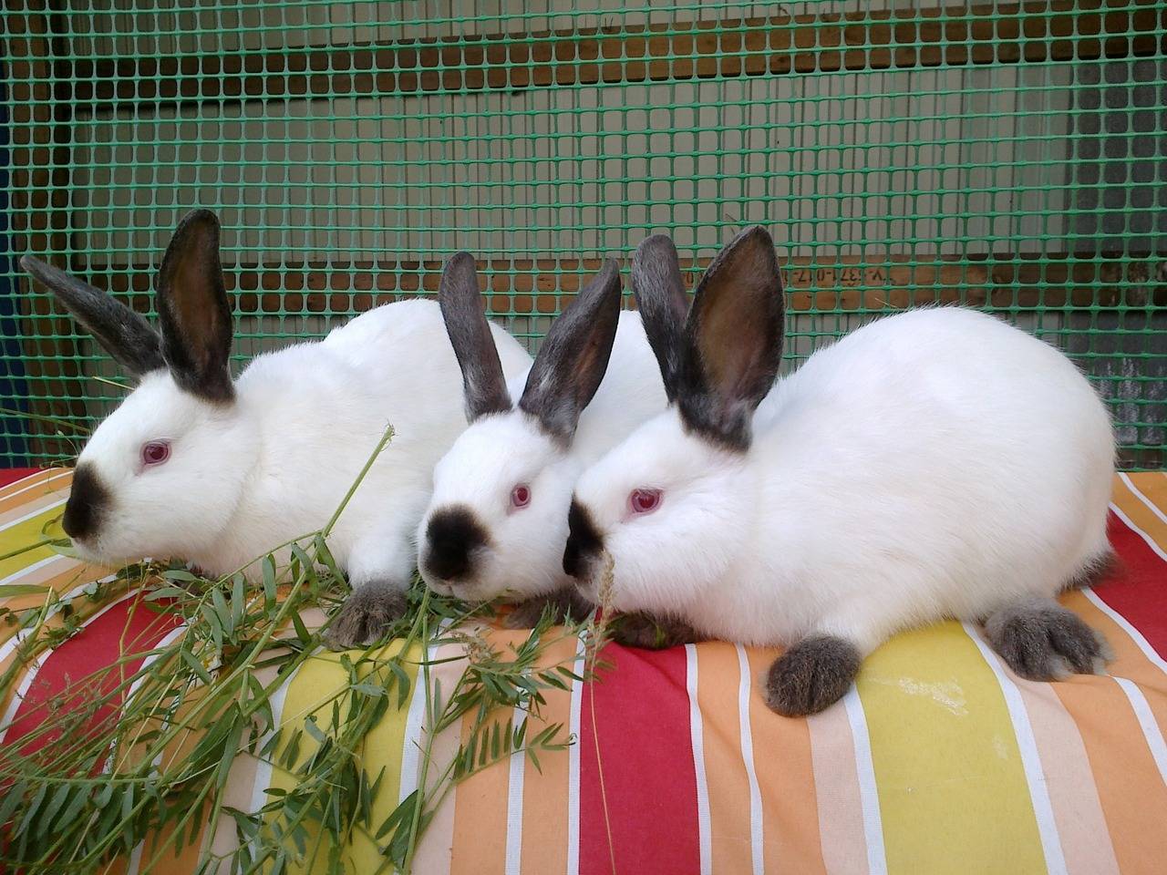 В питомнике живет несколько кроликов разного цвета. Породы кроликов. Породы кролей. Породистые кролики. Самые популярные породы кроликов.