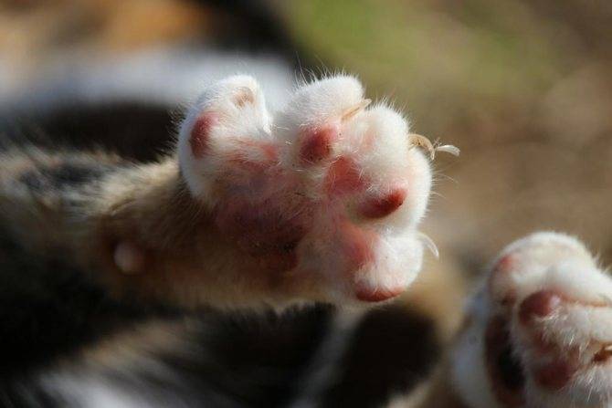 Сколько пальцев у кошки на задних и передних лапах при нормальном анатомическом строении, возможные отклонения и их причины
