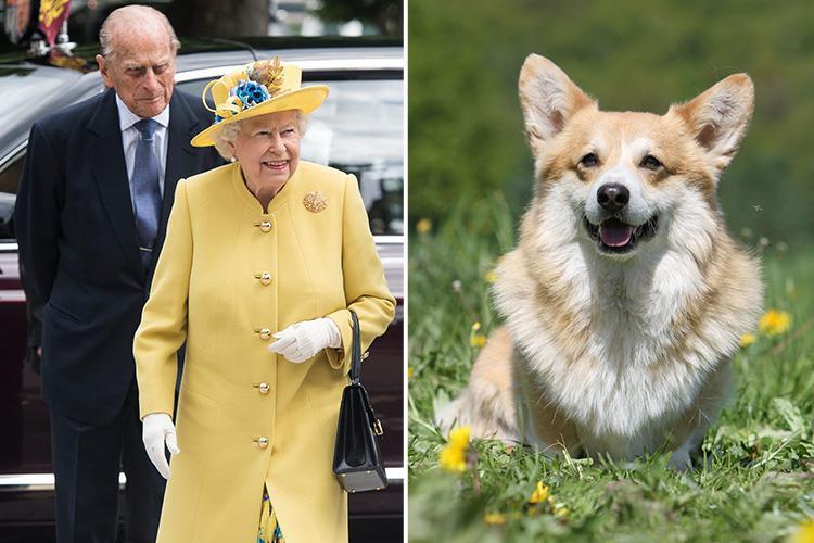 Вельш-корги – порода собак английской королевы