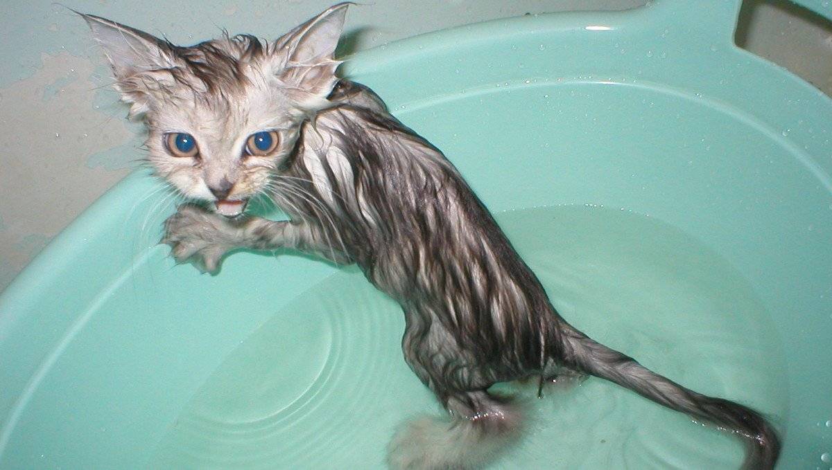 Как купать котенка первый раз: с какого возраста и как часто можно мыть