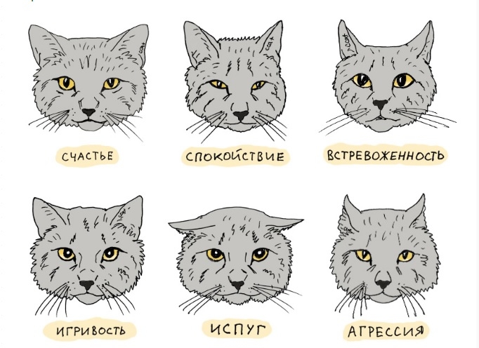 Общение с кошкой - язык кошек, мимика, мурлыканье - всё о кошках и котах