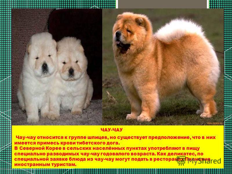 Характеристика чау-чау: описание породы собак с фото, видео и отзывами владельцев, сколько стоит