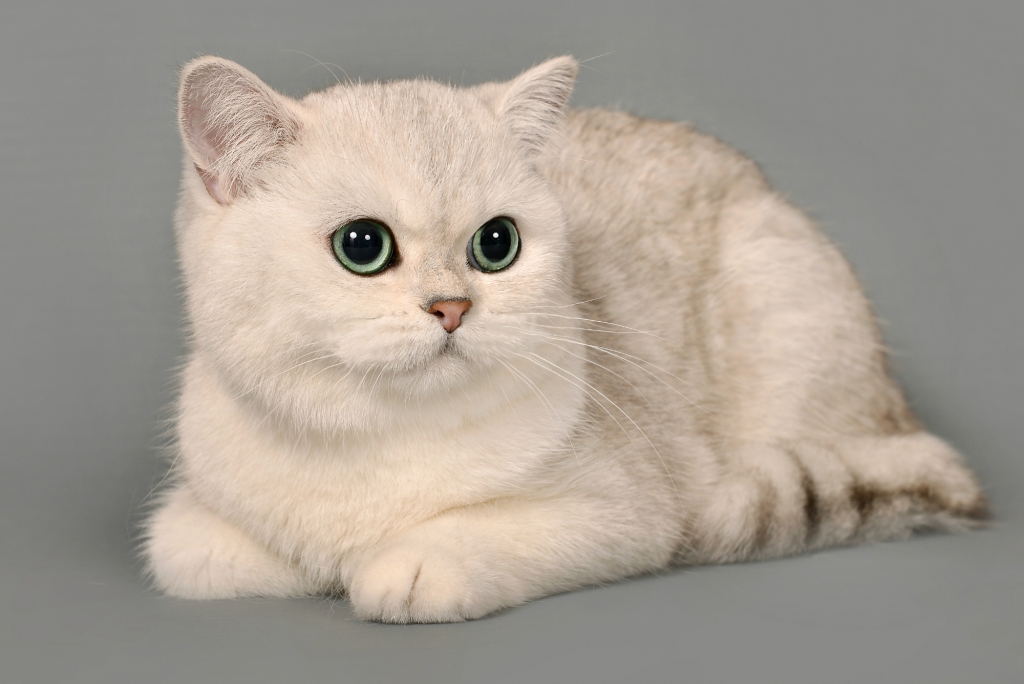 Персидская шиншилла: описание породы кошек, фото, питание, характер и поведение