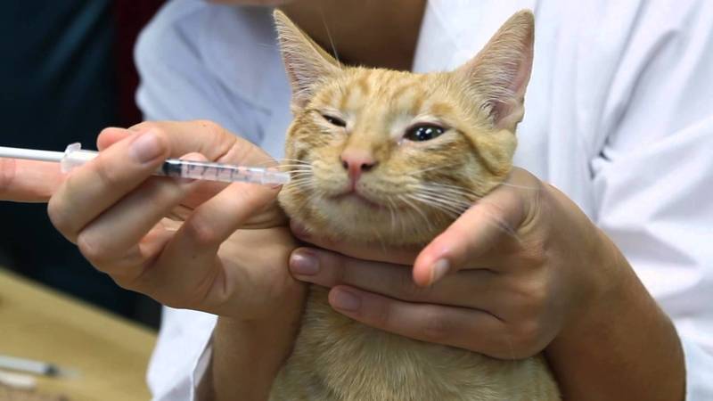 Кошка чихает и сопли: чем лечить в домашних условиях