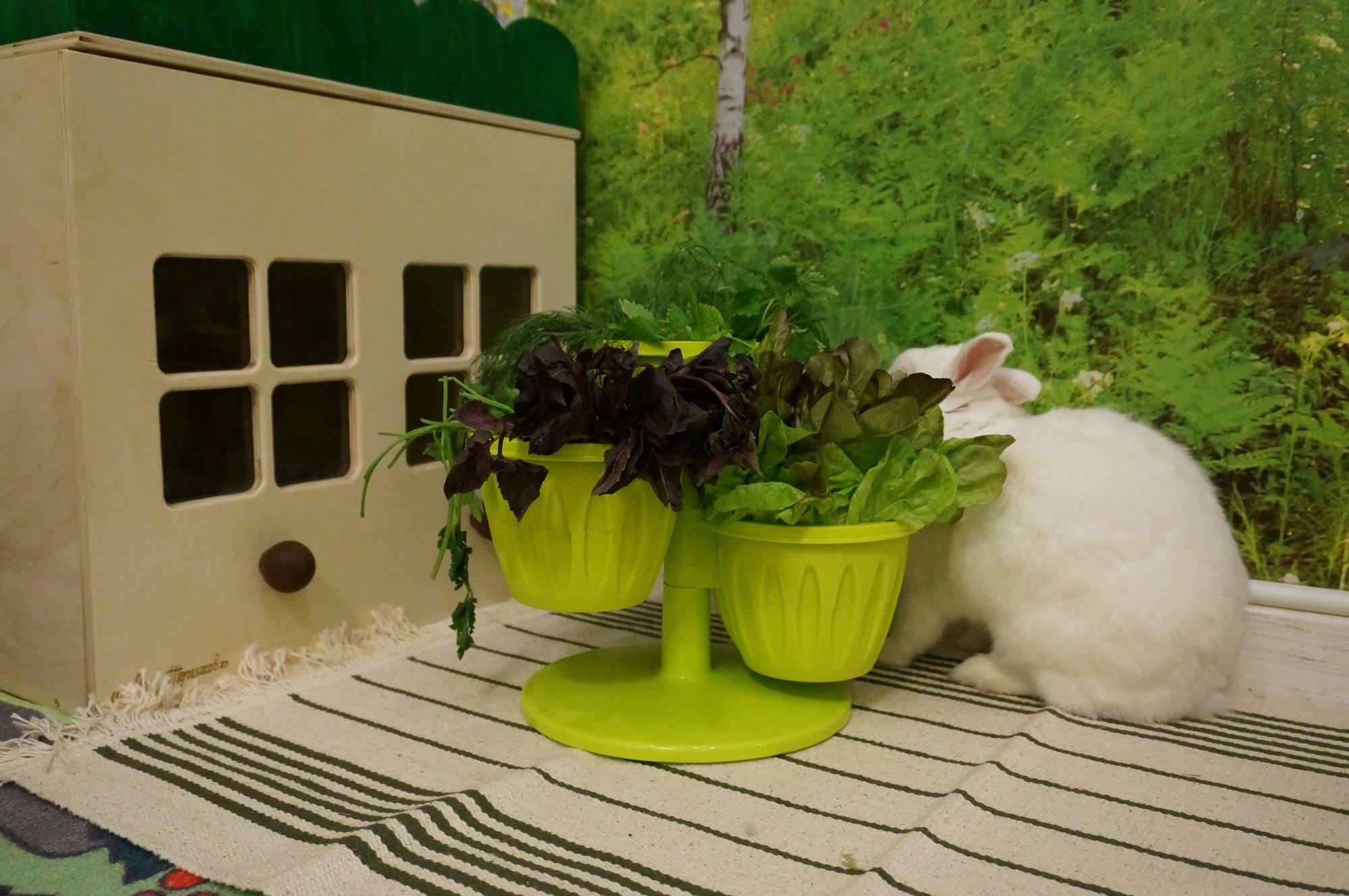 Домик для кролика своими руками: чертежи, фото