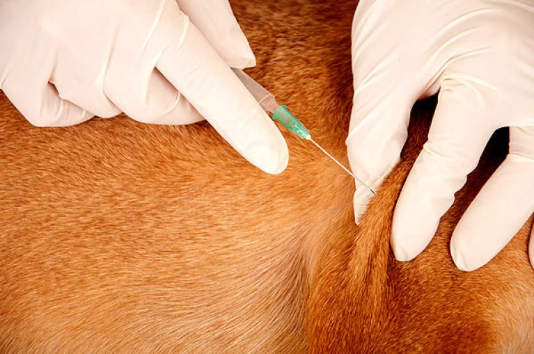 Как сделать собаке укол в холку: как правильно поставить подкожно, как уколоть самостоятельно, если она вырывается и кусается, чтобы не было больно