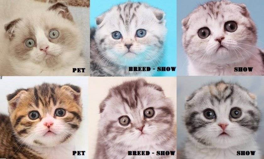 Таблица окрасов шотландских кошек