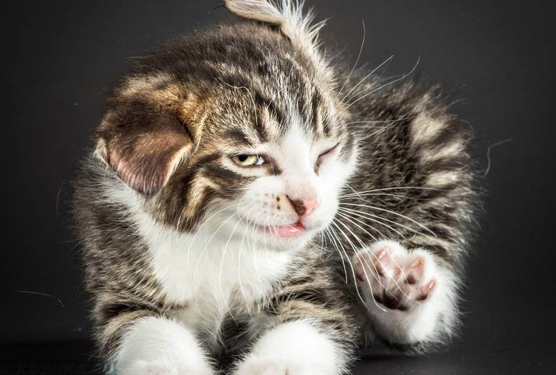 Кот расчесывает уши до крови чем лечить