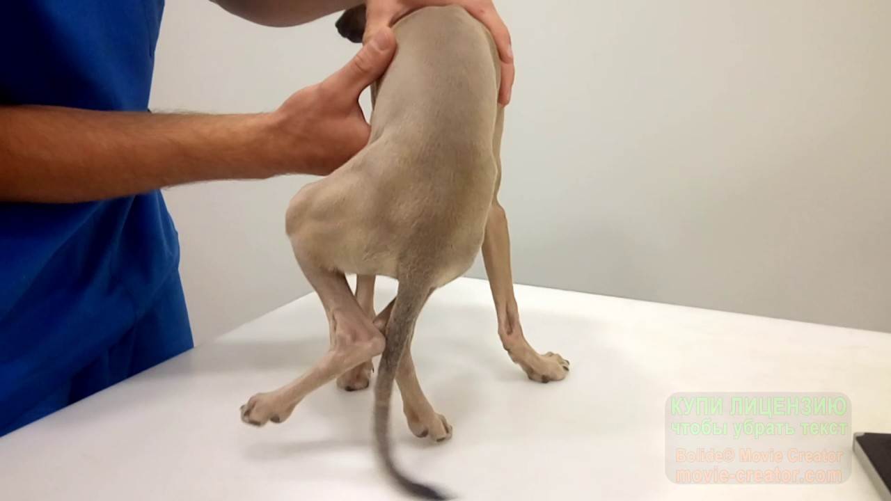 Почему собака хромает на переднюю лапу без видимых повреждений что делать