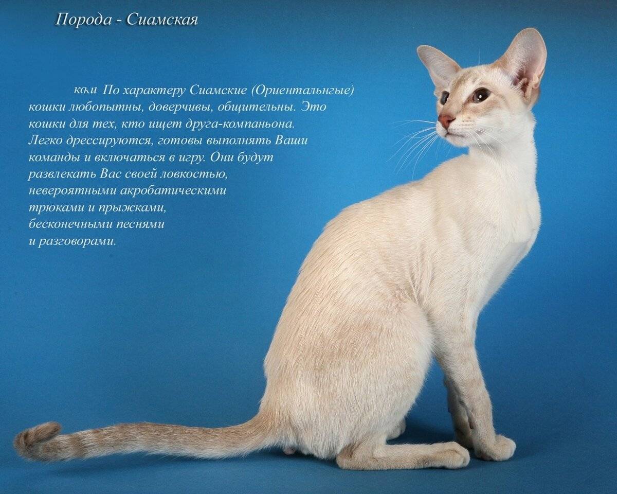 Необычные кошки: обзор уникальных пород