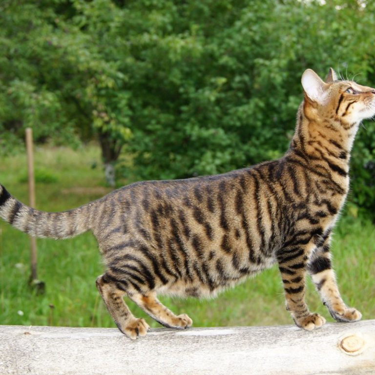Тойгер: фото, описание породы кошек