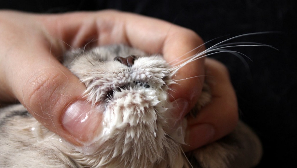 Возможные причины пены изо рта у кошки, как оказать первую помощь питомцу