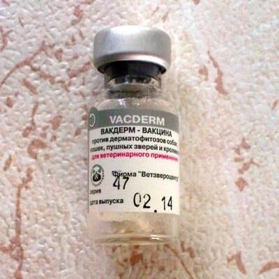Вакдерм — вакцина против дерматофитозов