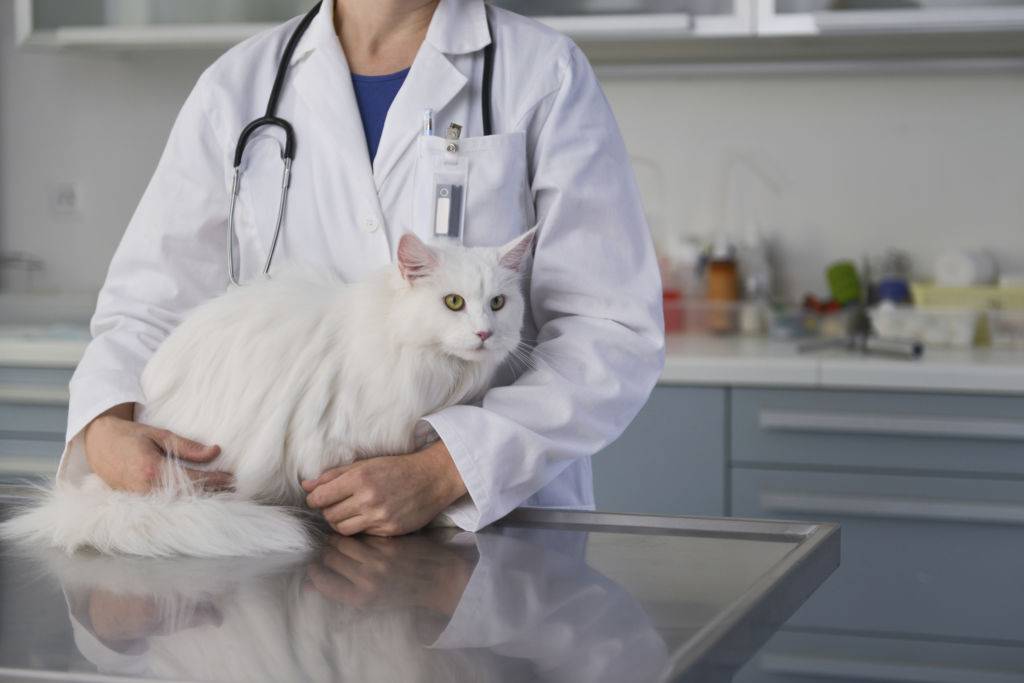 Гастрит у кошек: симптомы, питание и лечение в домашних условиях