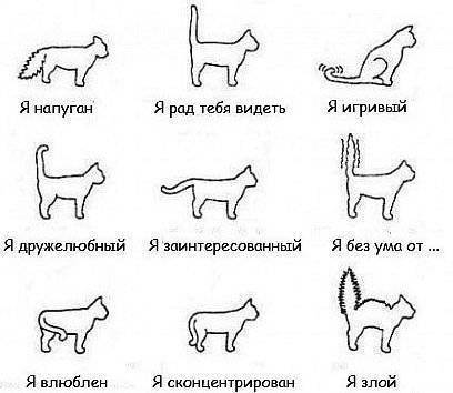 Как понять чего хочет кошка