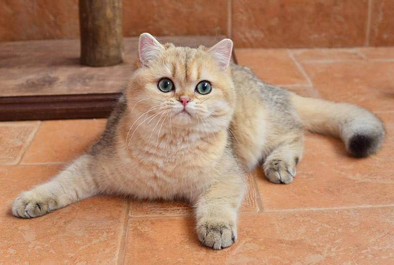 Золотая шиншилла – что представляет собой этот редкий окрас кошек?