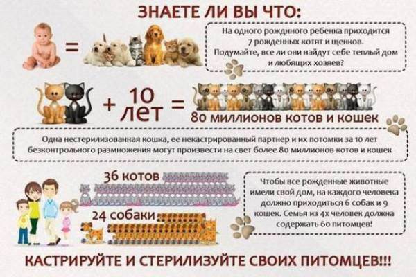 Правда, что шотландские коты очень болезненные? - запись пользователя маруся (id1794879) в сообществе домашние животные в категории болезни любимцев - babyblog.ru