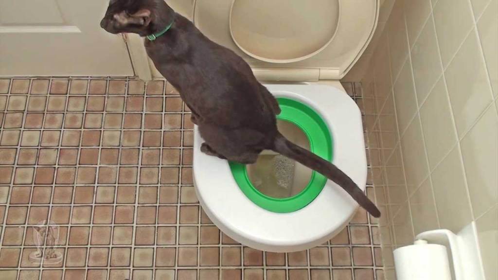 Сколько раз и как часто кошка должна ходить в туалет по-маленькому и по-большому, что делать при отклонениях от нормы?
