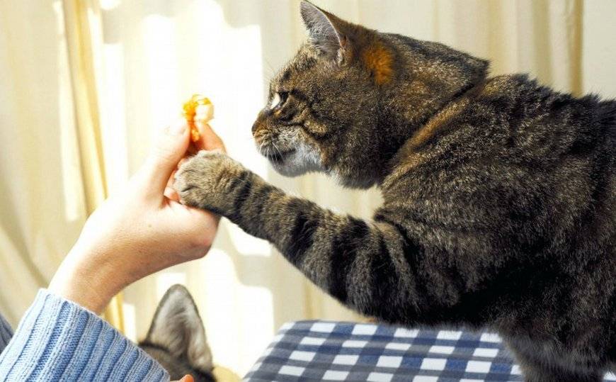 Почему кот ничего не ест, сильно похудел и ослабел: лечение и симптомы