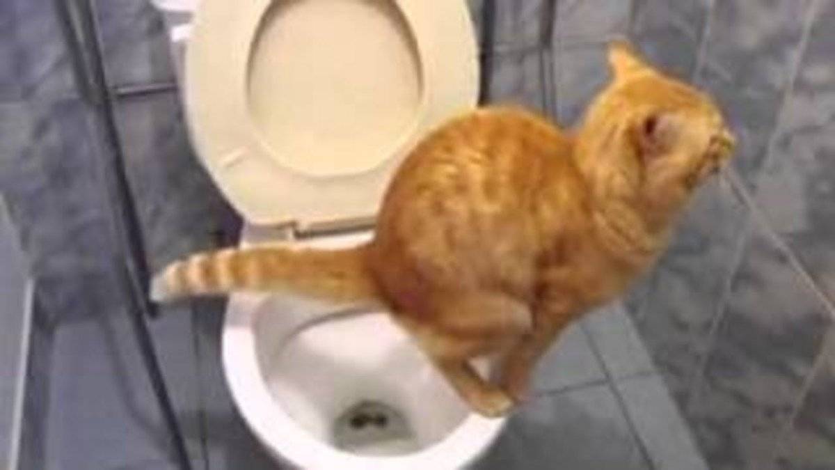 Как часто какают котята и писают, сколько раз в день, как понять, что он хочет в туалет