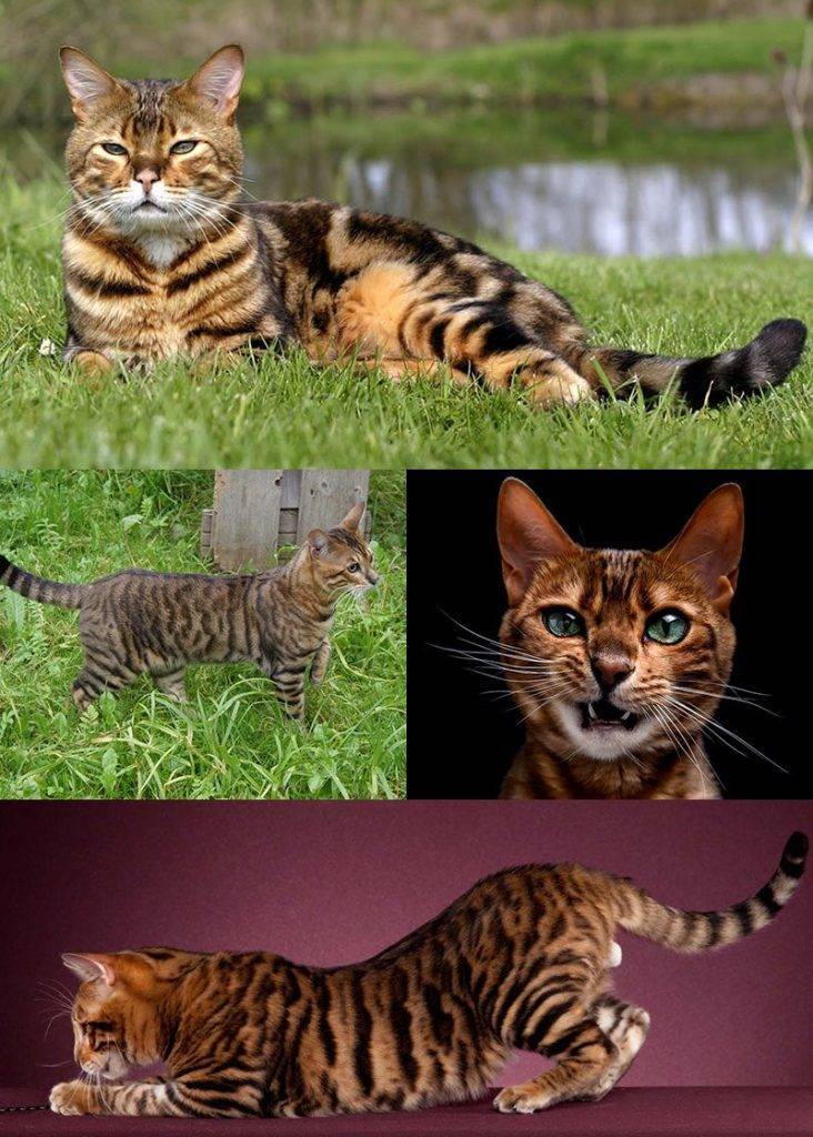 Тойгер: фото кошки, цена котенка, описание внешнего вида и характера