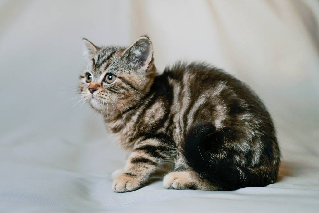 Пятнистые кошки: породы с описанием, фото