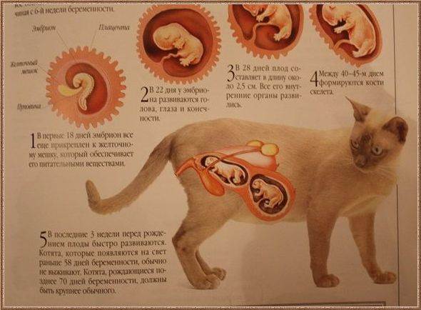 Как узнать что кошка рожает?