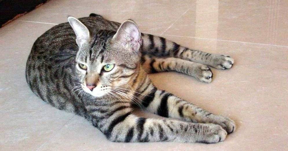 Тайская кошка: фото, описание породы и особенности характера