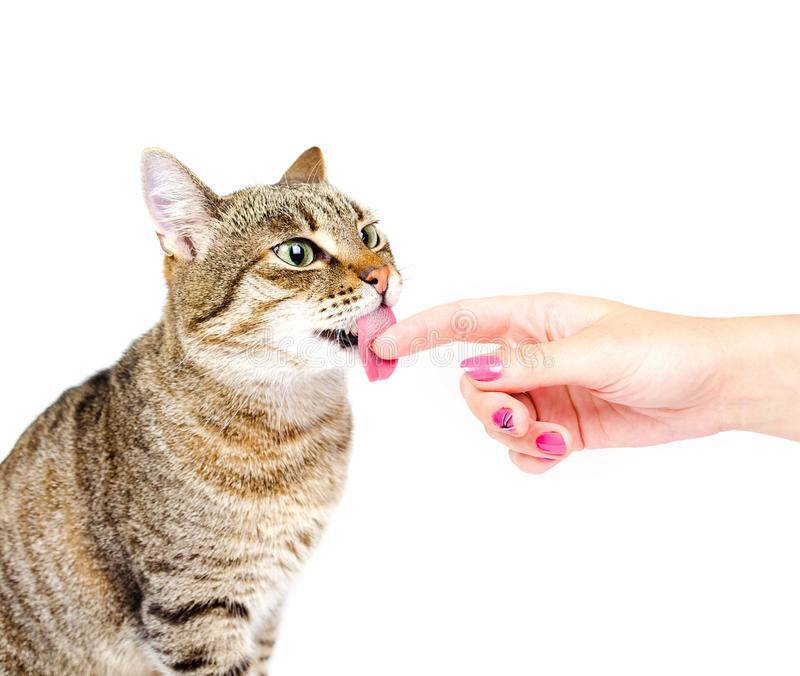 Почему кошка лижет хозяина: возможные причины, проявление любви, заявление территориальных прав и правила ухода за кошками
