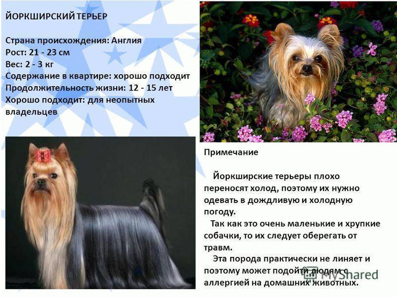 Португальская водяная собака — описание породы, нюансы ухода и воспитания собаки (95 фото)