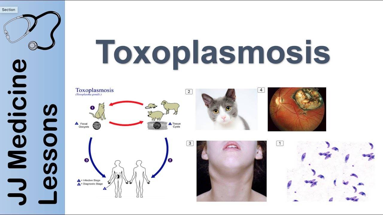 Лечение токсоплазмоза у кошек схема лечения