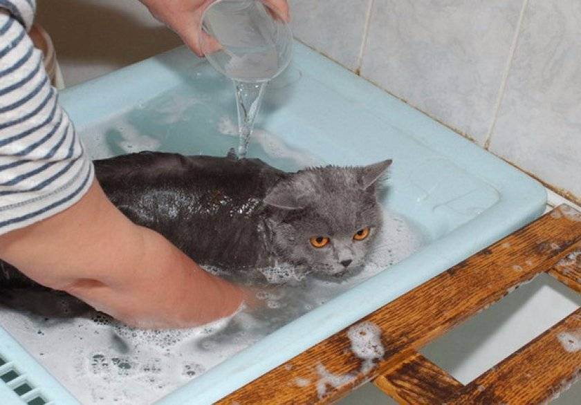 Сколько можно мыть кошек. Купание кошки. Мытье кошки. Мокрая кошка. Британский кот купается.