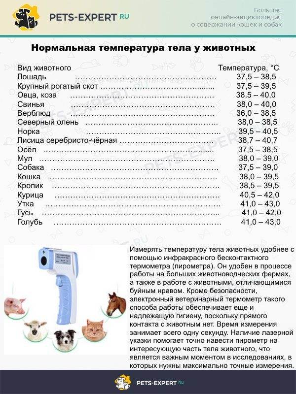 Можно ли измерить температуру кошке под мышкой